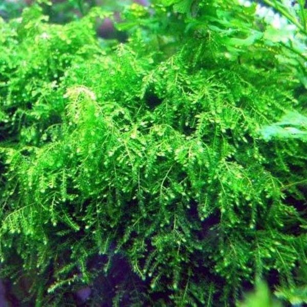 Weeping Moss Vesicularia ferriei 5*5 Yeni Sarım 5 AL 1 HEDİYE